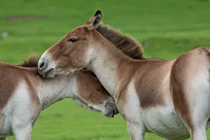 Kiang: Tibet Wild Ass / Kiang