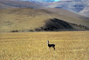 Gazelles: Tibetan Gazelle - male