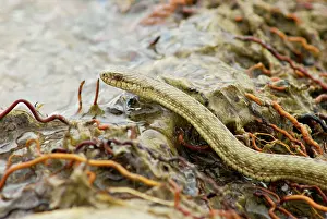 Brian Mcdairmant: Tibetan Hot Spring Snake at around 4000 meters