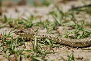Brian Mcdairmant: Tibetan Hot Spring Snake - China Tibet