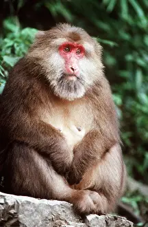 Macaques: Tibetan Macaque Monkey - female, sitting