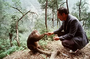 Macaques: TIBETAN MACAQUE - Pilgrim feeding