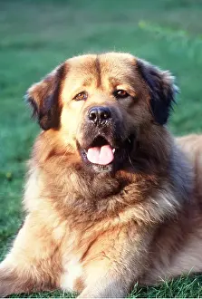 Mastiffs: Tibetan Mastiff DOG - close-up of head