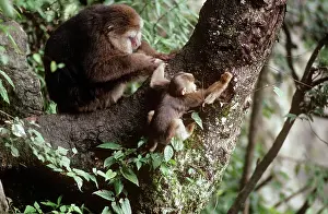Edward: Tibetan / Pere David's / Chinese Stump-tailed /