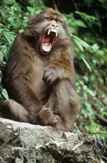 Edward: Tibetan / Pere David's / Chinese Stump-tailed /
