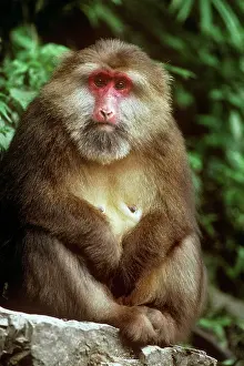 Edward: Tibetan / Pere David's / Chinese Stump-tailed /