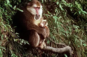 Edward: Tibetan / Pere David's / Chinese Stump-tailed /