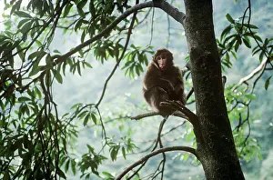 Edward: Tibetan / Pere David's / Chinese Stump-tailed /