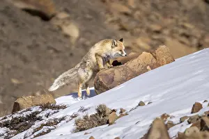 Valleys: Tibetan red fox (Vulpes vulpes montana)