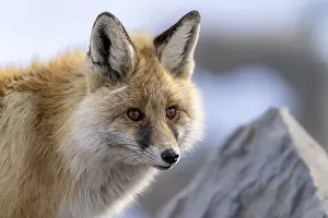 Valleys: Tibetan red fox (Vulpes vulpes montana)