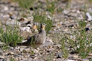 Sandgrouse: Tibetan Sandgrouse (female)