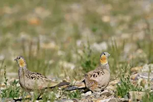 Sandgrouse: Tibetan Sandgrouse - female (on L), male and chick