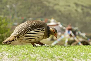 Flags: Tibetan Snowcock - with prayer flags in the distance