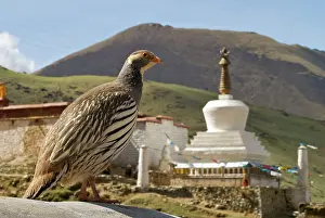 Brian Mcdairmant: Tibetan Snowcock with stuppa / chortan - China