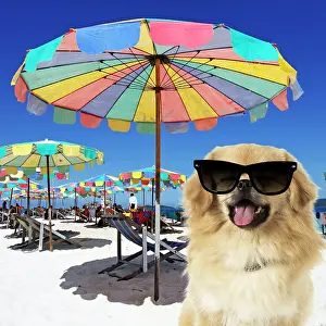 Umbrellas: Tibetan Spaniel Dog wearing sunglasses on beach