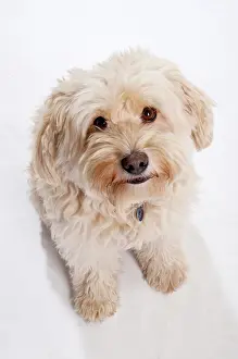 Creamy: Tibetan Terrier, beige, looking up