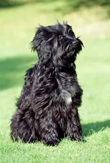 Dhokhi: Tibetan Terrier Dog