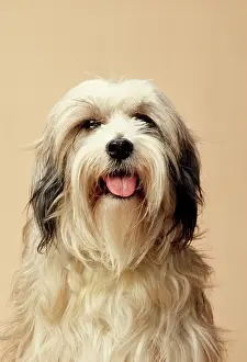 Moustache: Tibetan Terrier Dog