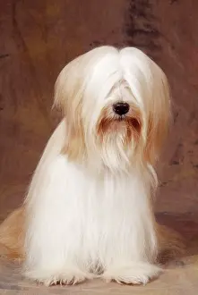 Dhokhi: Tibetan Terrier Dog