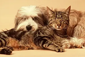 Utility: TIBETAN TERRIER DOG and CAT