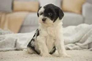 Patches: Tibetan Terrier Dog, puppy