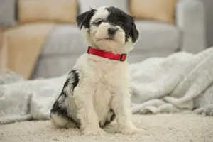 Patches: Tibetan Terrier Dog, puppy