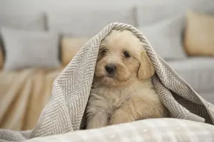 Upset: Tibetan Terrier Dog, puppy