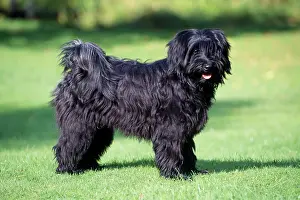 Dhokhi: Tibetan Terrier DOG - standing, side view