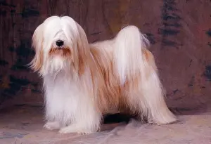 Dhokhi: Tibetan Terrier DOG - standing, side view