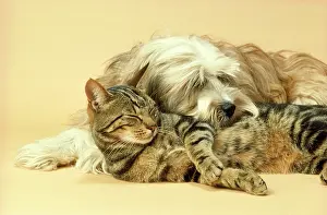 Dhokhi: Tibetan Terrier DOG & Tabby Cat - asleep