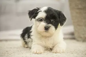 Patches: Tibetan Terrier puppy indoors