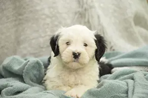 Patches: Tibetan Terrier puppy indoors