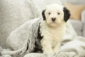 Patches: Tibetan Terrier puppy indoors