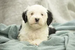 Patch: Tibetan Terrier puppy indoors