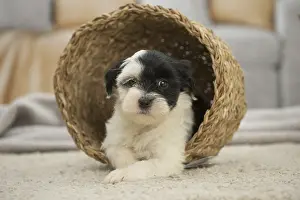 Patches: Tibetan Terrier puppy indoors Tibetan Terrier puppy