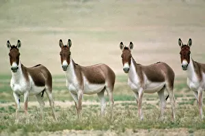 Kiang: Tibetan Wild Ass / Kiang - group of males