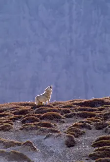 Howling: Tibetan Wolf - male howling near den