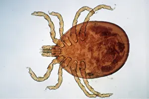 Ticks: TICK