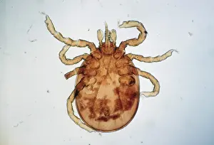 Ticks: TICK