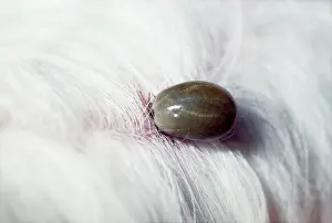 Ticks: Tick - on Dog
