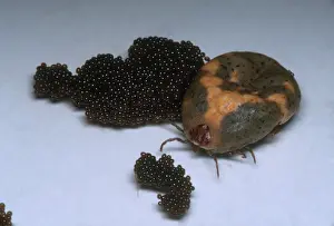 Ticks: Tick with Eggs