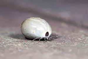 Ticks: Tick - engorged with blood