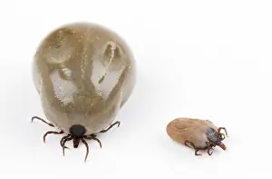 Ticks: TICK - two, showing engorged and normal state