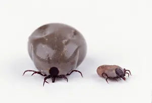 Ticks: TICK - two, showing engorged and normal state