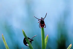 Ticks: Tick - waiting for its prey at the top of a grass leaf