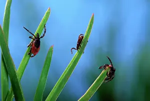 Ticks: Tick - waiting for its prey at the top of a grass leaf