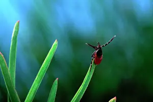 Ticks: Tick - waiting for its prey at the top of a grass leaf