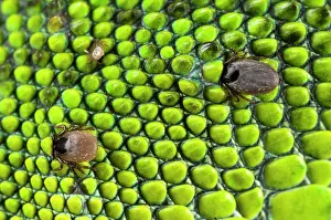 Ticks: Tick - on a Western Green Lizard skin
