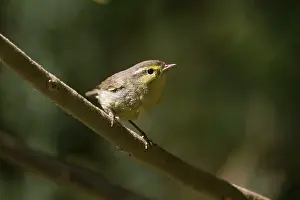 Phylloscopus: Tickell's Leaf Warbler