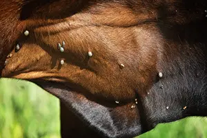 Ticks: Ticks on cattle in summer, France